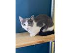 Adopt Lulu a Domestic Short Hair