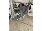 Adopt Mikiki a Domestic Short Hair