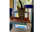 Adopt Whiskey a Domestic Short Hair