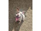 Adopt Lamb Chop a Mixed Breed