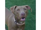 Adopt Kolina a Labrador Retriever