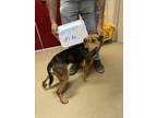 Adopt FANCY a Black and Tan Coonhound, Mixed Breed