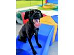 Adopt WHITNEY a Labrador Retriever, Great Dane