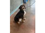 Adopt BINDI a Australian Shepherd
