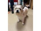 Adopt EMMA a Shih Tzu