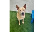 Adopt KINSLEY a Siberian Husky, Mixed Breed