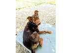 Adopt Kiki a Doberman Pinscher, Cattle Dog