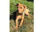 Adopt PIXIE a Pit Bull Terrier, Mixed Breed