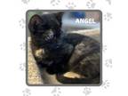 Adopt Angel a Domestic Short Hair