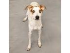 Adopt BAKLAVA a Australian Cattle Dog / Blue Heeler, Beagle