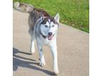 Adopt SASSY PANTS a Siberian Husky