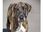 Adopt DUMPLING a Great Dane