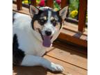 Adopt GRAVY a Australian Cattle Dog / Blue Heeler, Mixed Breed