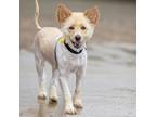 Adopt NUGGET a Australian Cattle Dog / Blue Heeler, Mixed Breed
