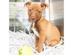 Adopt CURRANT a Husky
