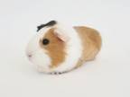 Adopt LILO a Guinea Pig