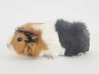 Adopt MAMA COCO a Guinea Pig