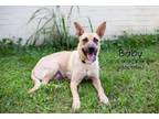 Adopt Baby a Black Mouth Cur, Mixed Breed