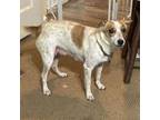 Adopt Squeaky a Feist, Cattle Dog
