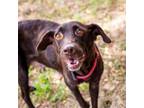 Adopt Canela a Labrador Retriever