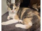 Adopt JO a Domestic Short Hair