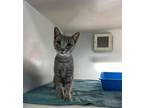 Adopt MALLORY a Domestic Short Hair