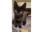 Adopt BLAIR a Domestic Short Hair