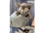 Adopt VALLEY a Domestic Short Hair