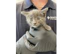 Adopt VELVET a Domestic Short Hair