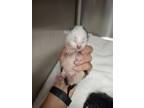 Adopt HOLLY a Domestic Short Hair
