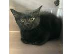 Adopt LICORICE a Domestic Short Hair