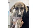 Adopt ABIGAIL a Plott Hound