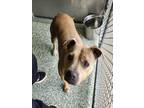 Adopt CHEWY a Pit Bull Terrier