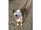 Adopt Belle a Hound