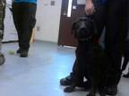 Adopt A412216 a Labrador Retriever, Mixed Breed