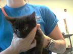 Adopt A410084 a Domestic Short Hair