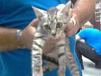 Adopt A411964 a Domestic Short Hair
