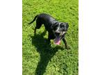Adopt Bread a Mixed Breed