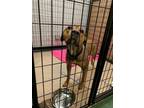 Adopt PUDGE a Labrador Retriever, Mixed Breed