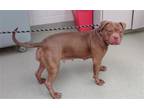 Adopt CHARLIE a Pit Bull Terrier, Mixed Breed
