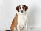 Adopt MOLLY a Labrador Retriever, Mixed Breed