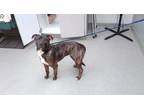Adopt CARNATION a Labrador Retriever, Mixed Breed