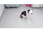 Adopt DANDELION a Pit Bull Terrier, Mixed Breed
