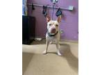 Adopt NAOMI a Labrador Retriever, Mixed Breed