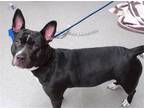 Adopt ERIES LOVE a Bull Terrier, Mixed Breed