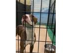 Adopt ALBA a Labrador Retriever, Mixed Breed