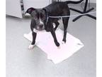 Adopt DEBBY a Labrador Retriever, Mixed Breed