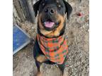 Adopt Pop Tart a Rottweiler