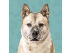 Adopt Jane a Akita