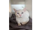 Adopt Harmony a Domestic Short Hair